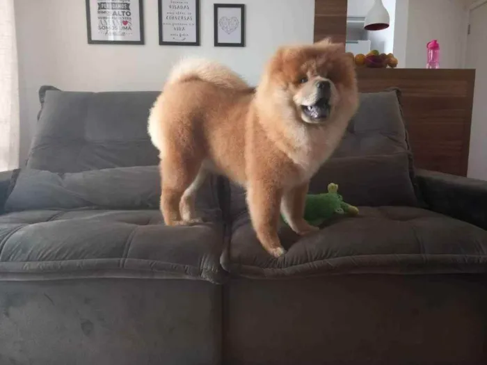 Cachorro ra a Chow Chow idade 7 a 11 meses nome Caramelo