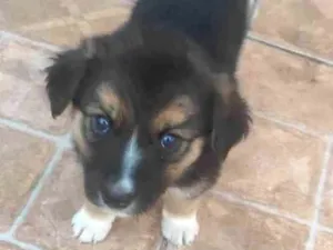 Cachorro raça Desconheço idade 2 a 6 meses nome Sasha