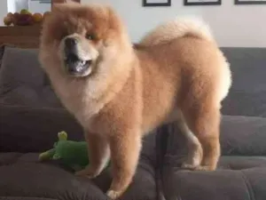 Cachorro raça Chow Chow idade 7 a 11 meses nome Caramelo