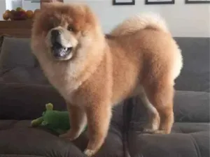 Cachorro raça Chow Chow idade 7 a 11 meses nome Caramelo