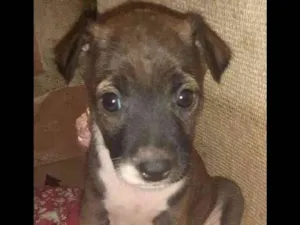 Cachorro raça Indefinida idade Abaixo de 2 meses nome Akira 