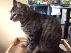 Gato raça  idade 4 anos nome Lion