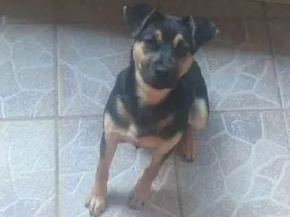 Cachorro raça Rotivaler  idade 7 a 11 meses nome Megui