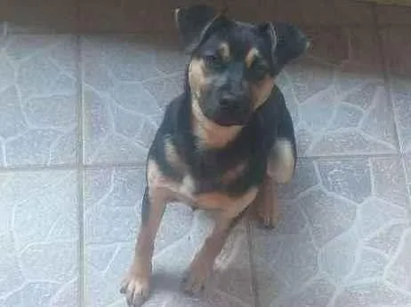 Cachorro ra a Rotivaler  idade 7 a 11 meses nome Megui