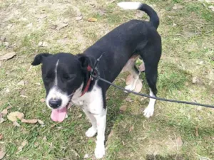 Cachorro raça Vira lata idade 4 anos nome Quito