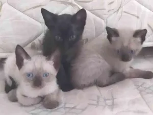 Gato raça Angorá  idade Abaixo de 2 meses nome Sem nome