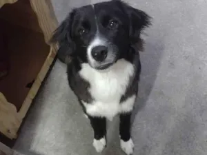 Cachorro raça Não definido idade 1 ano nome Sparkou