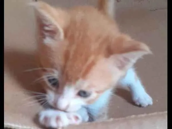 Gato raça SRD idade Abaixo de 2 meses nome Não tem nome 