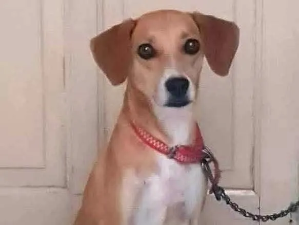 Cachorro ra a Sem raça  idade 4 anos nome Luna