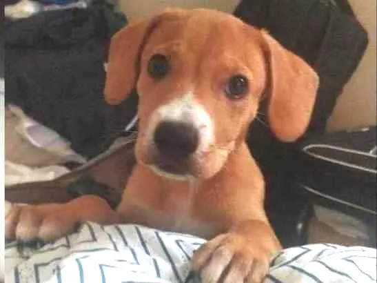 Cachorro ra a Labrador  idade 2 a 6 meses nome Bob