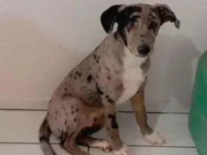 Cachorro raça INDEFINIDA MÃE PASTOR ALEMÃO  idade 1 ano nome MACHO CASTRADO