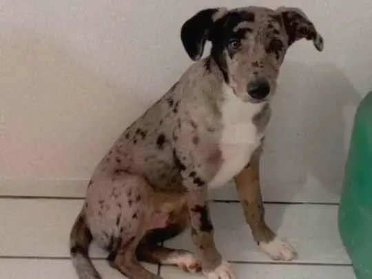 Cachorro ra a INDEFINIDA MÃE PASTOR ALEMÃO  idade 1 ano nome MACHO CASTRADO