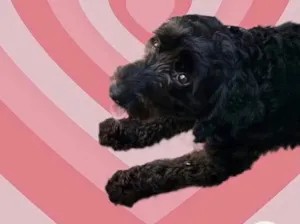 Cachorro raça Poodle  idade 1 ano nome Bob Poodle lindo 