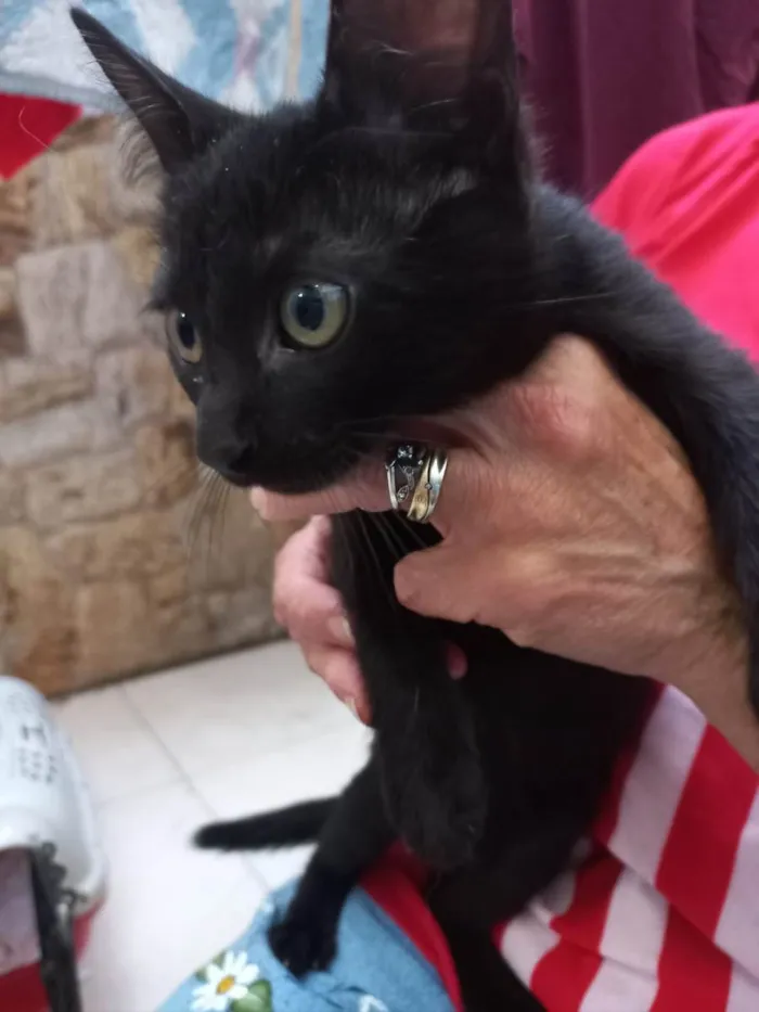 Gato raça Srd idade 2 a 6 meses nome Shoyu bb3meses lindo