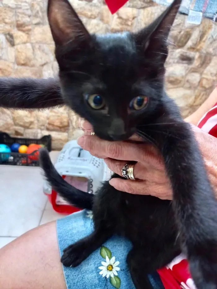 Gato raça Srd idade 2 a 6 meses nome Shoyu bb3meses lindo