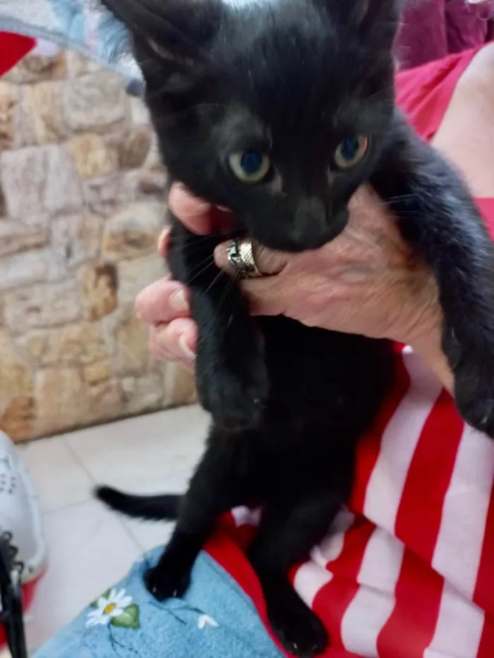 Gato raça Srd idade 2 a 6 meses nome Shoyu bb3meses lindo