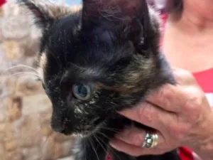 Gato raça Srd  idade 2 a 6 meses nome Adelle bb3meses 