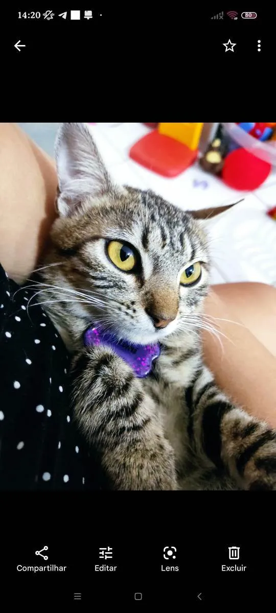 Gato ra a  idade 1 ano nome Mimi