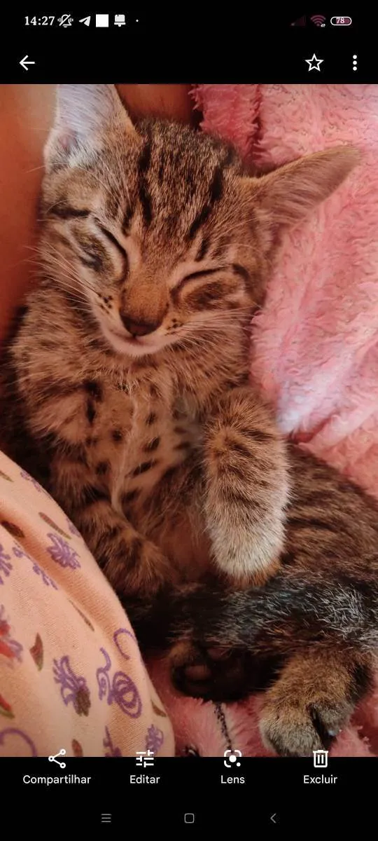 Gato ra a  idade 2 a 6 meses nome Bebê