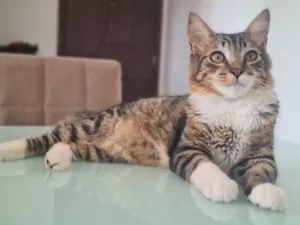 Gato raça srd  idade 1 ano nome FREDDY