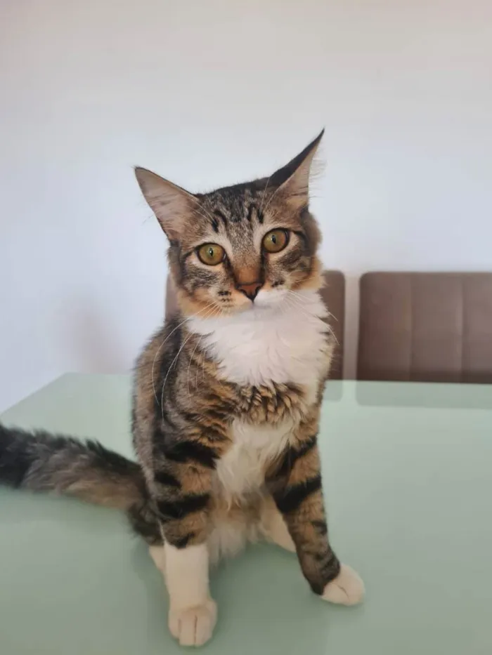 Gato ra a srd  idade 1 ano nome FREDDY