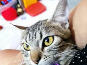 Gato raça  idade 1 ano nome Mimi