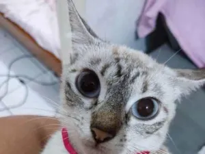 Gato raça  idade  nome Minnie