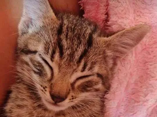 Gato ra a  idade 2 a 6 meses nome Bebê