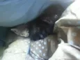 cinza e preto