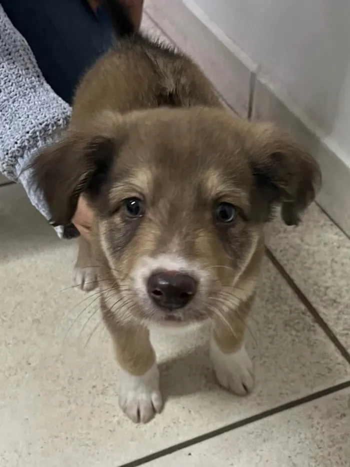 Cachorro raça SRD  idade Abaixo de 2 meses nome Sem Nome 