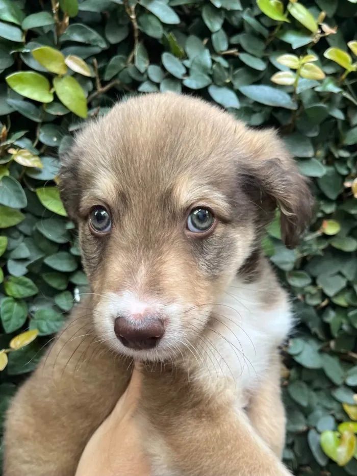 Cachorro raça SRD  idade Abaixo de 2 meses nome Sem Nome 