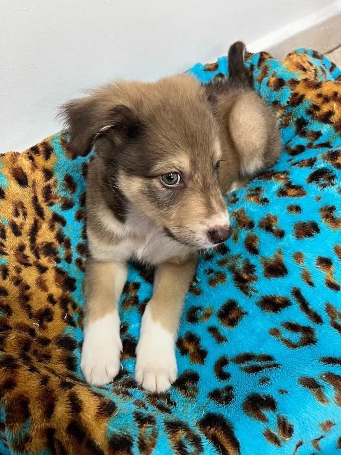 Cachorro raça SRD  idade Abaixo de 2 meses nome Sem Nome 