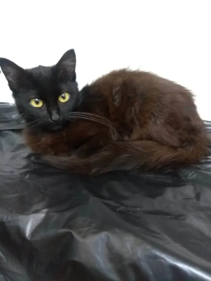 Gato raça Srd idade 2 a 6 meses nome Emily