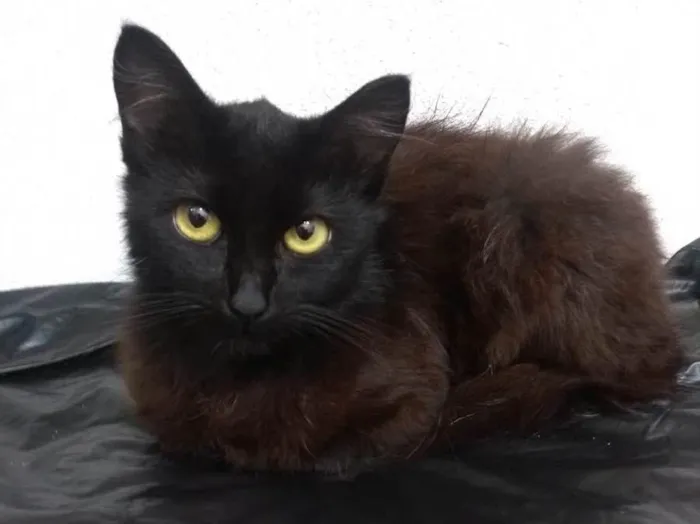 Gato raça Srd idade 2 a 6 meses nome Emily