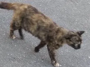 Gato raça Srd idade 7 a 11 meses nome Safira 