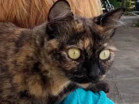 Gato raça Srd idade 7 a 11 meses nome Safira 