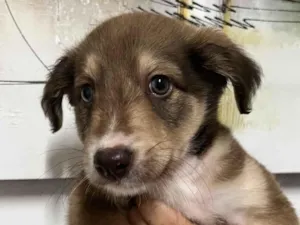 Cachorro raça SRD  idade Abaixo de 2 meses nome Sem Nome 