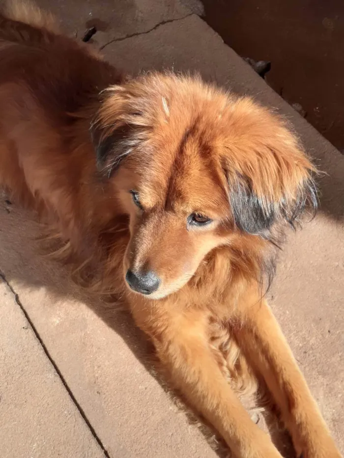 Cachorro ra a Vira lata idade 6 ou mais anos nome Príncipe 