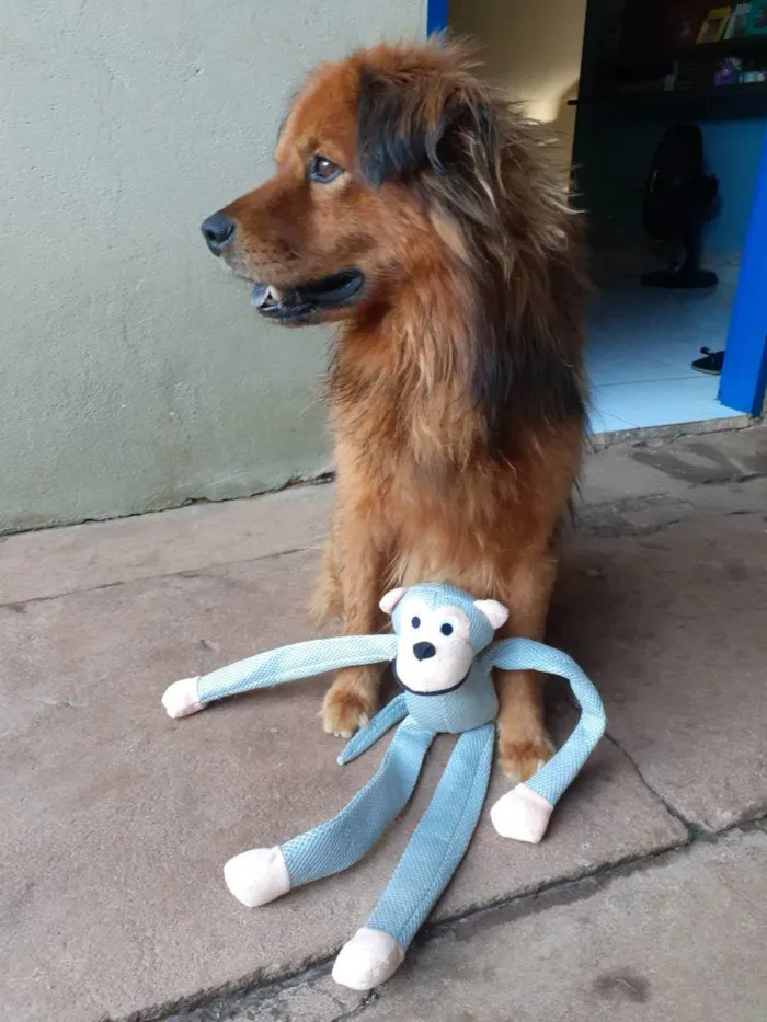 Cachorro ra a Vira lata idade 6 ou mais anos nome Príncipe 