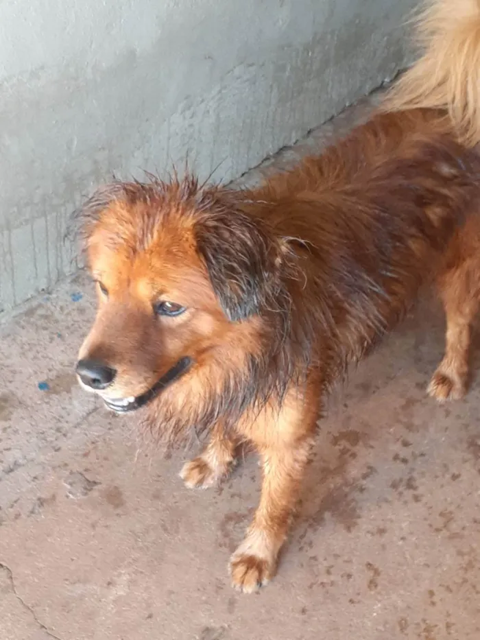 Cachorro ra a Vira lata idade 6 ou mais anos nome Príncipe 