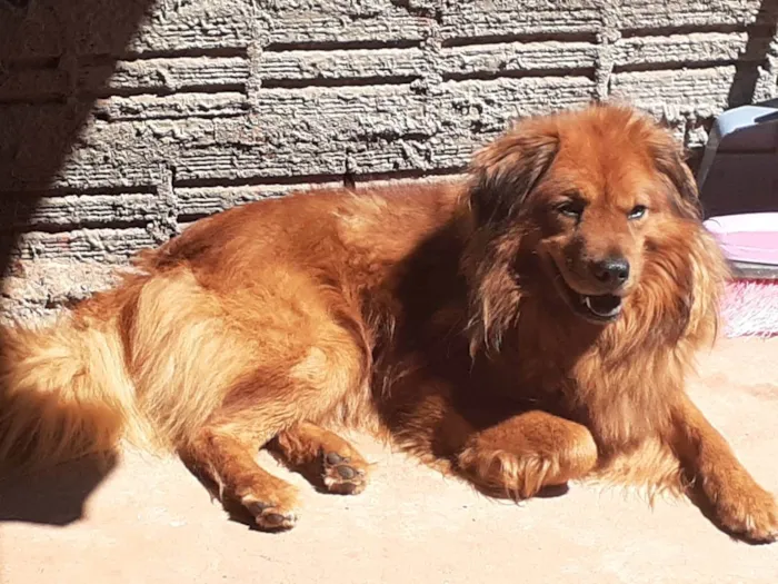 Cachorro ra a Vira lata idade 6 ou mais anos nome Príncipe 