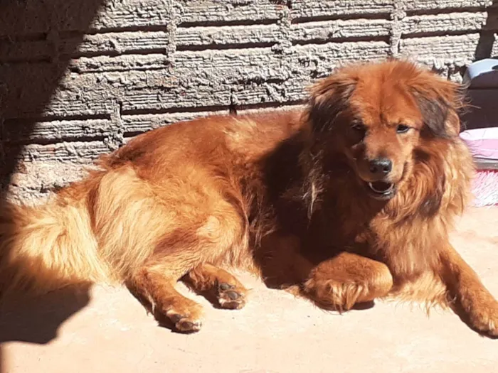 Cachorro ra a Vira lata idade 6 ou mais anos nome Príncipe 