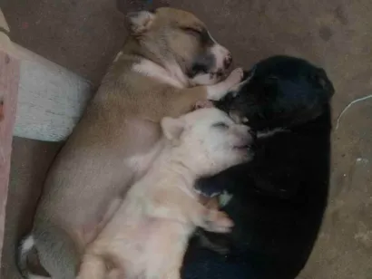 Cachorro raça Nao sei idade Abaixo de 2 meses nome Nenhum