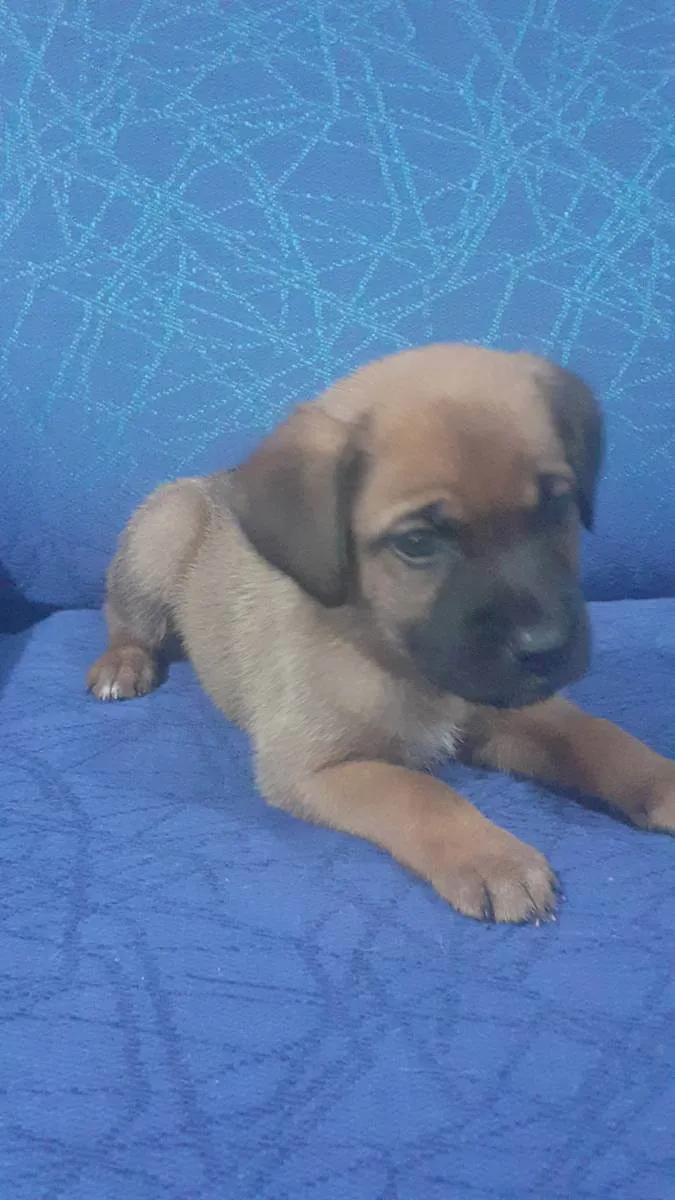 Cachorro ra a Boxer com Fila idade Abaixo de 2 meses nome sem nomes