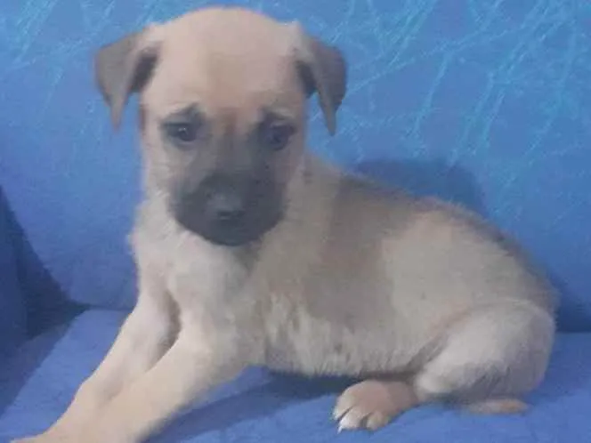 Cachorro ra a Boxer com Fila idade Abaixo de 2 meses nome sem nomes