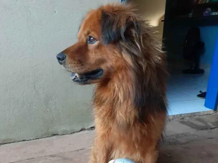 Cachorro ra a Vira lata idade 6 ou mais anos nome Príncipe 