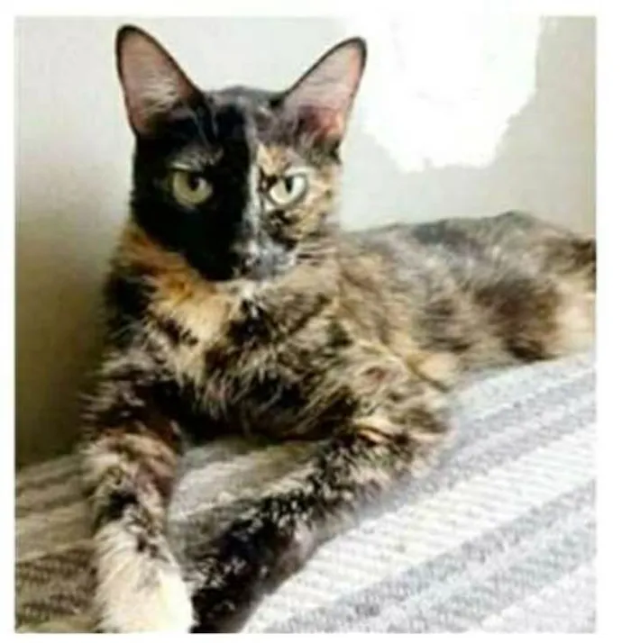 Gato ra a srd tricolor idade 3 anos nome MAG