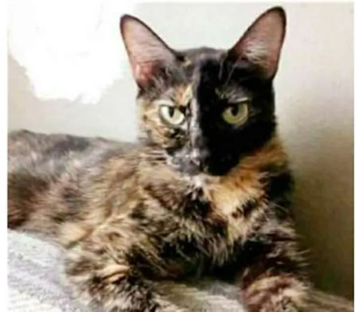 Gato ra a srd tricolor idade 3 anos nome MAG