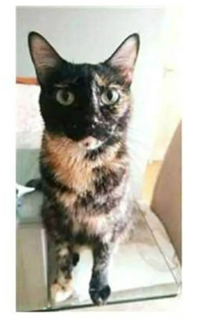 Gato ra a srd tricolor idade 3 anos nome MAG