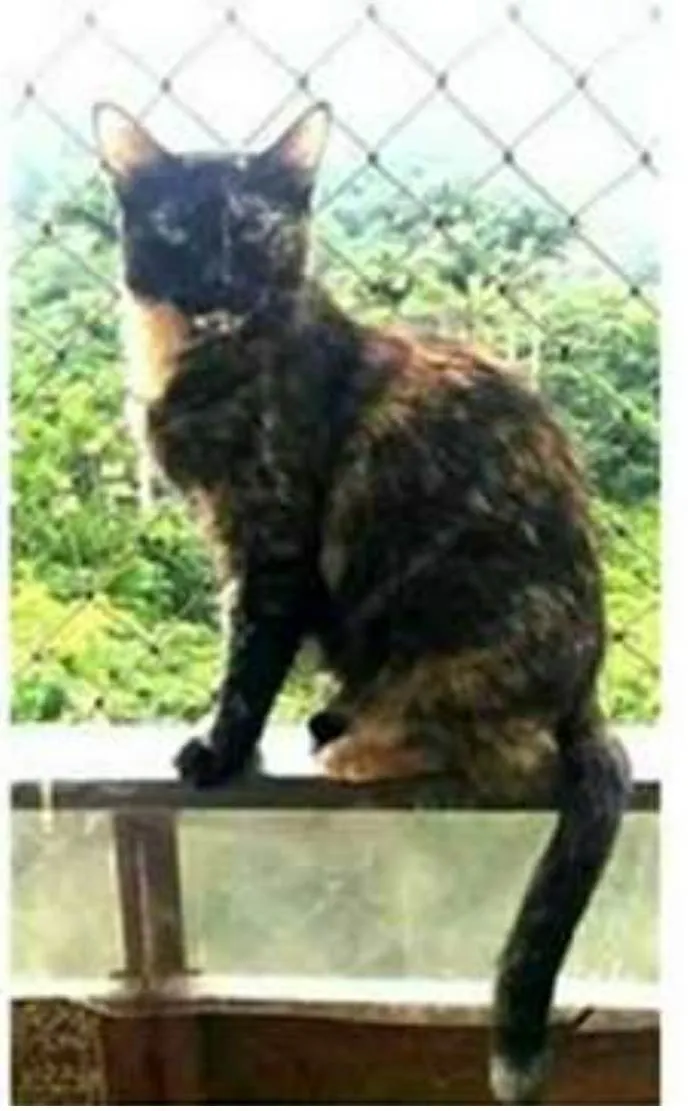 Gato ra a srd tricolor idade 3 anos nome MAG